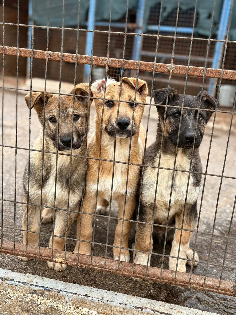 Animal shelter Nika, Zelenograd, photo