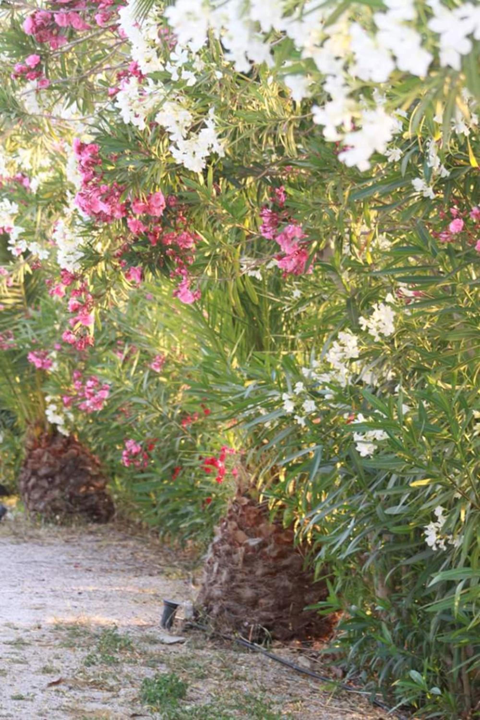 Фото Villa Irini