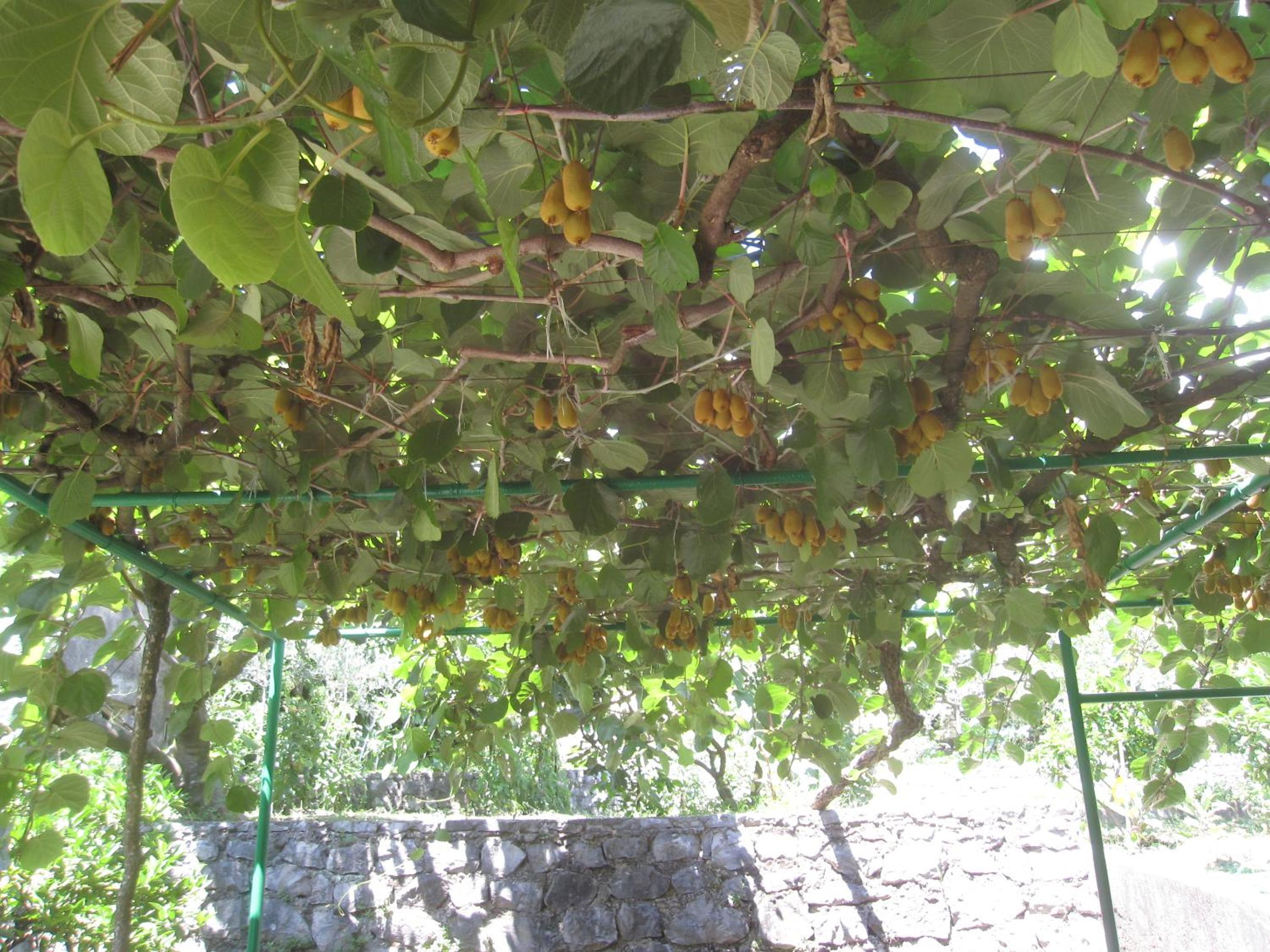 Фото Apartments City Center