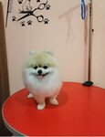 Фифа (Severnaya ulitsa, 1А/2), pet salon