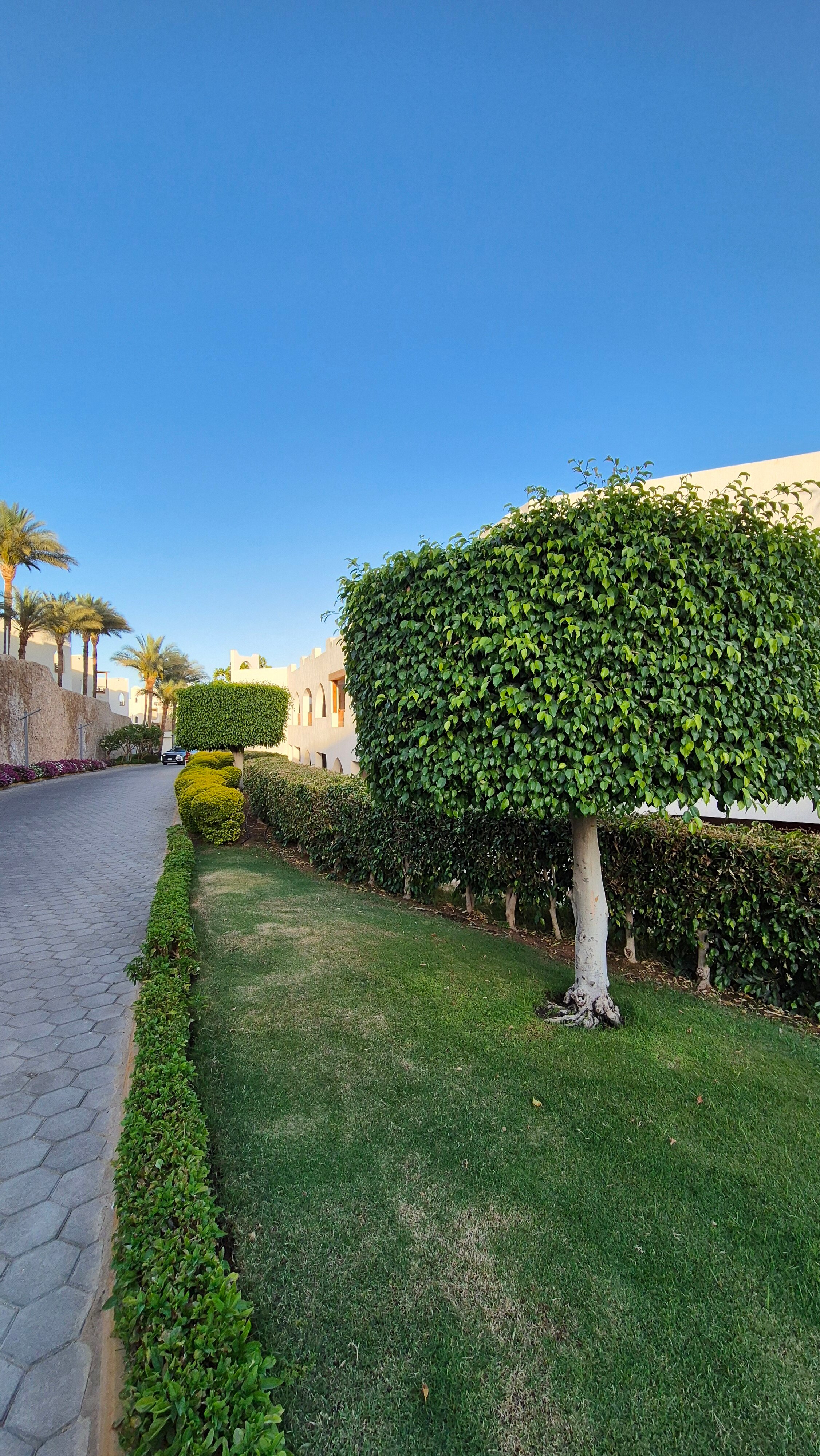 Фото Pickalbatros Royal Grand Resort