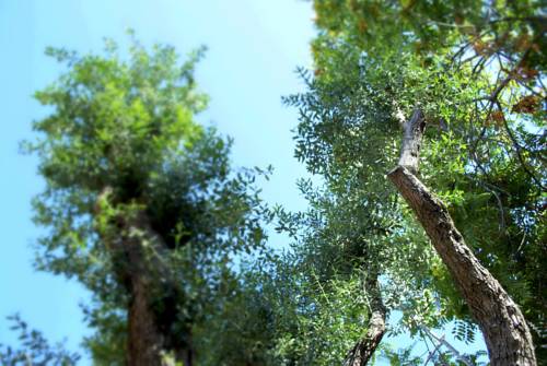 Фото 64487582849