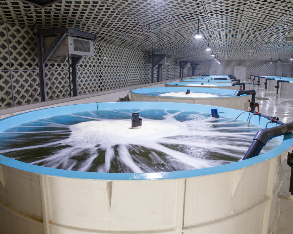 Fisheries, fish farming Al Jaraf Fisheries, Abu Dhabi, photo