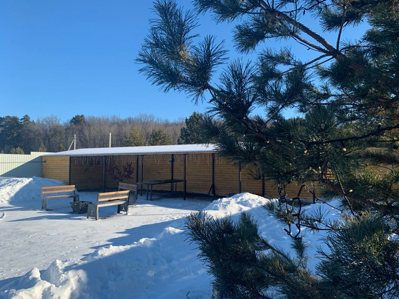 Фото Совушка