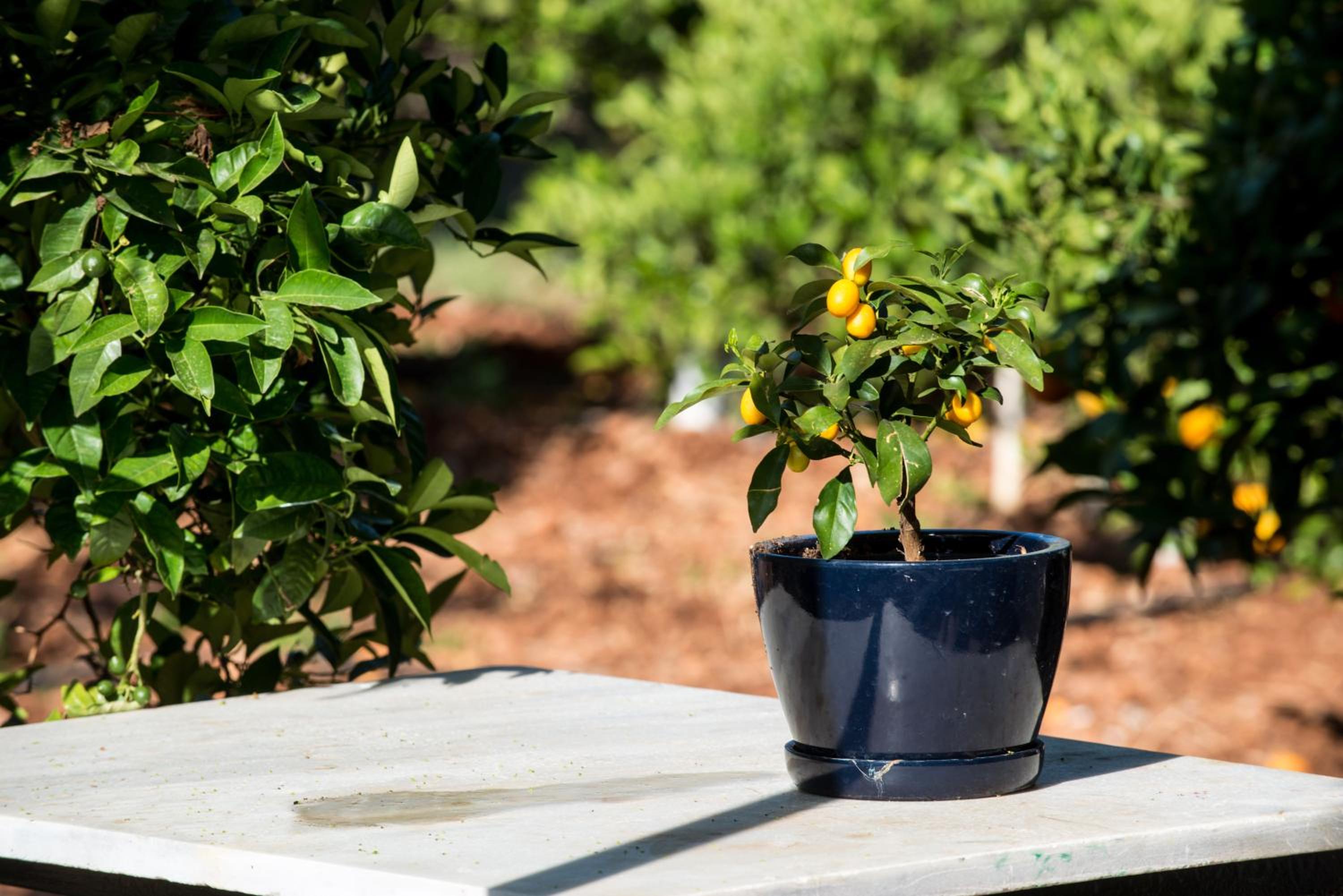 Фото Kristalli Hotel Apartments