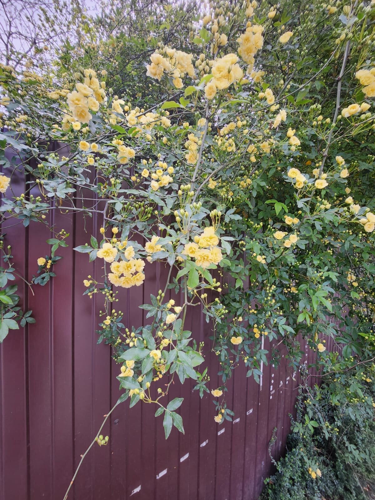 Фото Апельсин