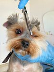 ZooPersona.krg (Militsionerskaya ulitsa, 6), pet salon