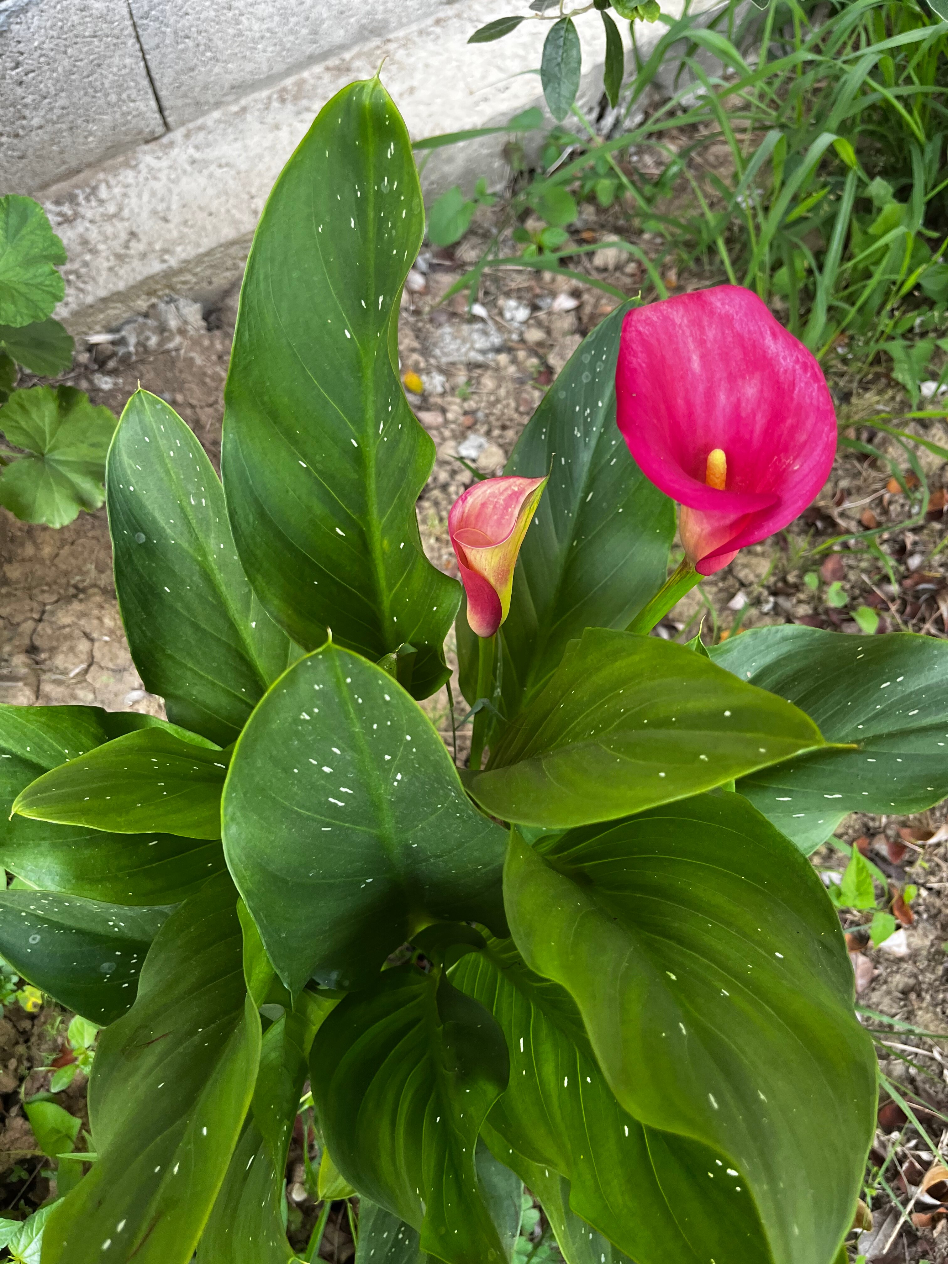 Фото Дивный Сад