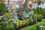 Виридиан (Viciebsk, Piaty kamunalny rajon), garden center