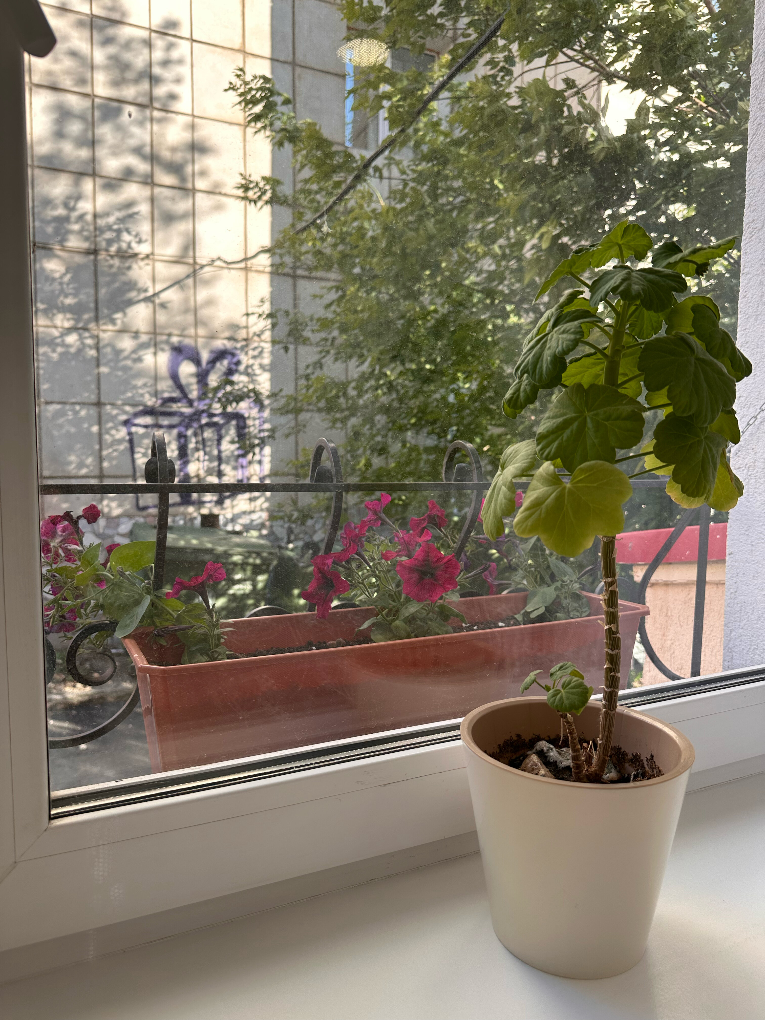 Фото Сибирский турист