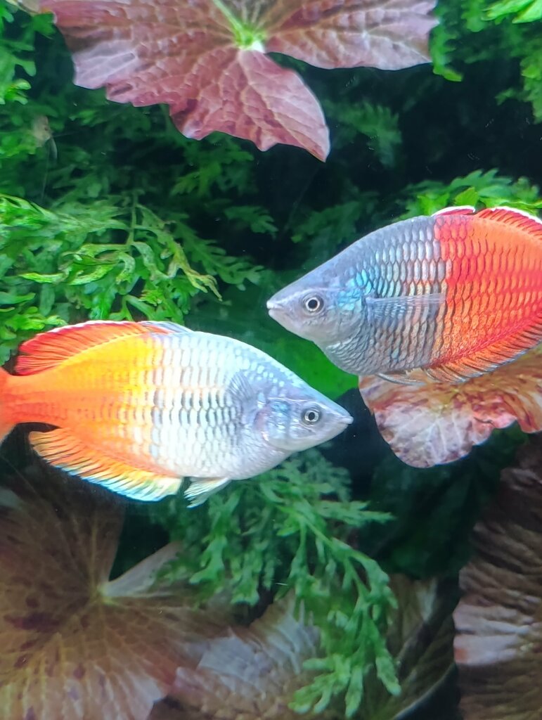 Shopping mall Tokyo Solamachi, Tokyo, photo