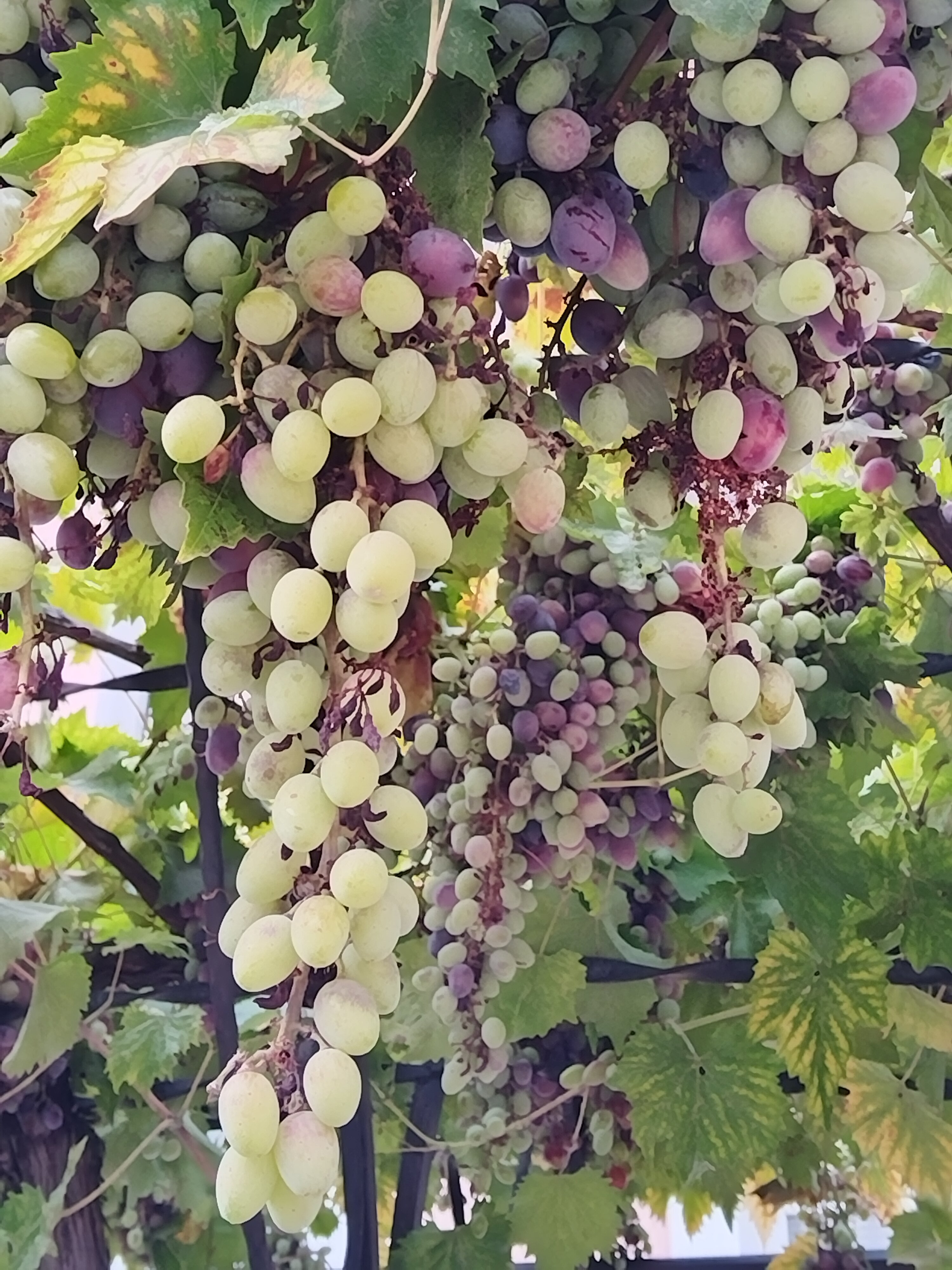 Фото Mango Hotel