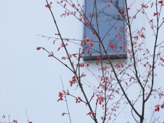 Фото Green Sleeves