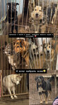 Право на жизнь (ulitsa Stroiteley, 8А), animal shelter