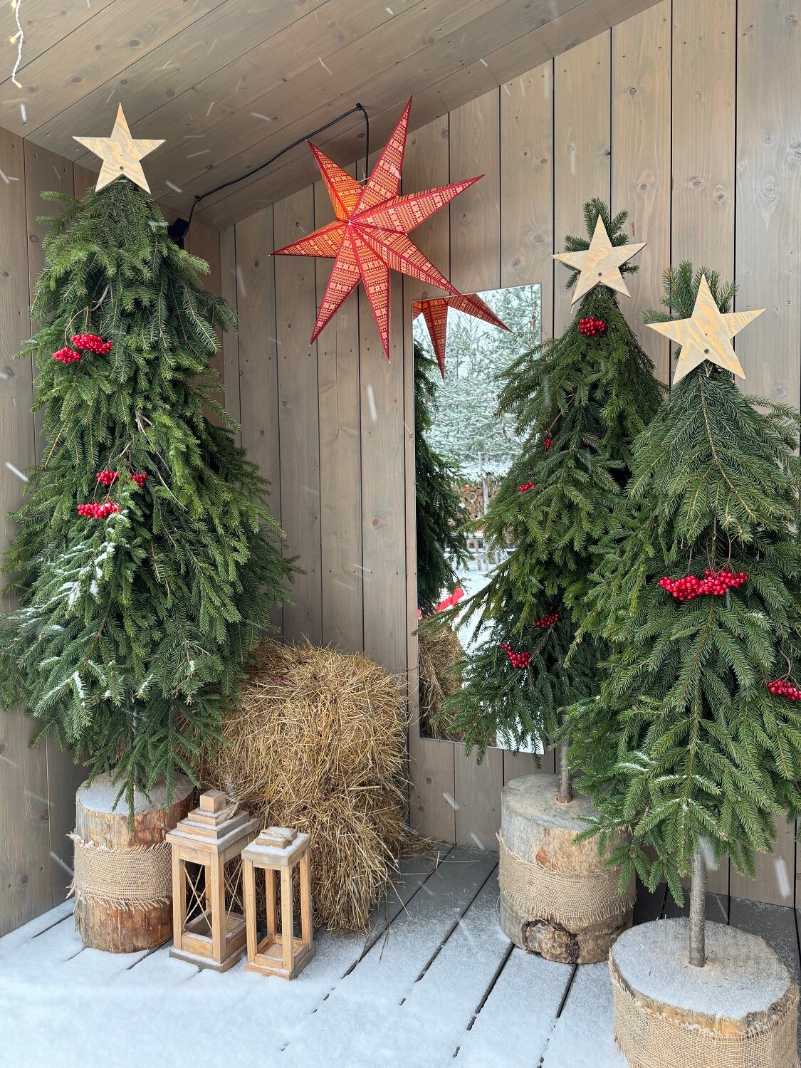 Фото Дача в соснах