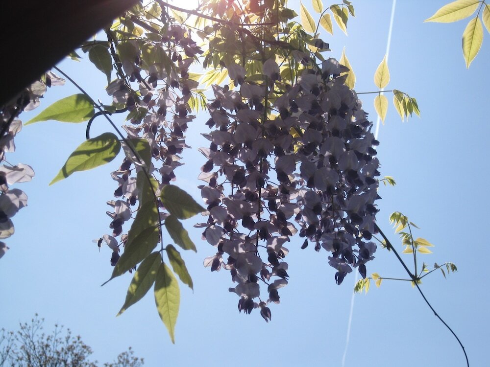 Фото Hotel Bel Sit