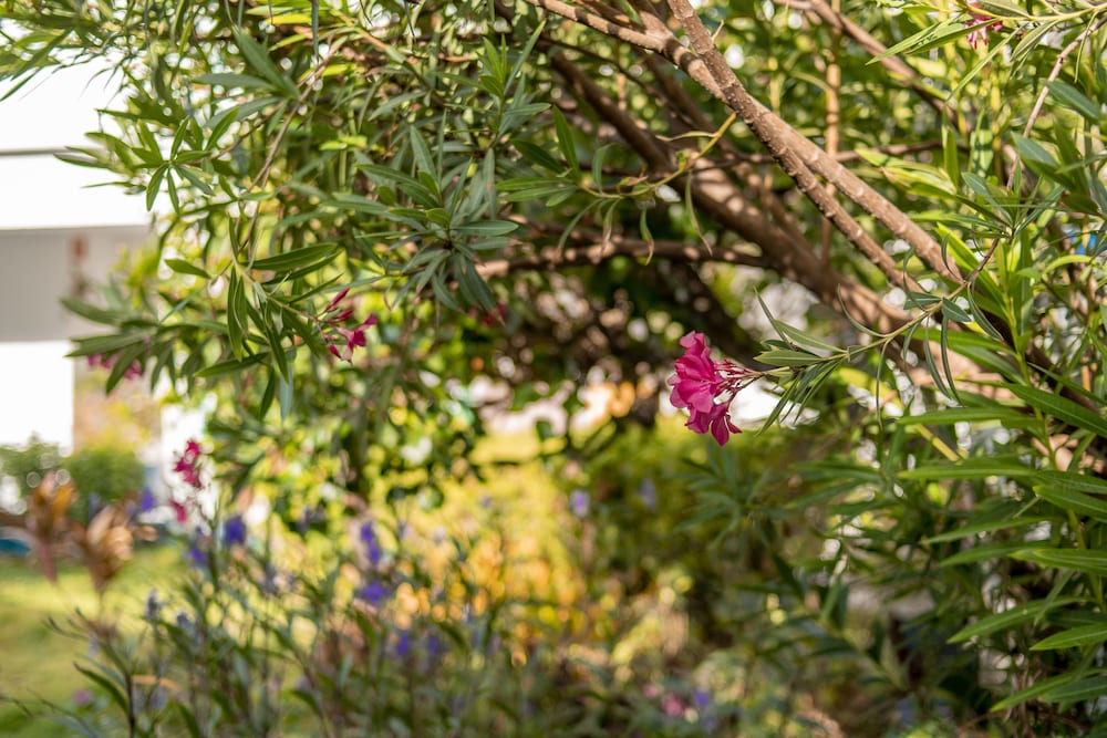 Фото Hotel El Dorado