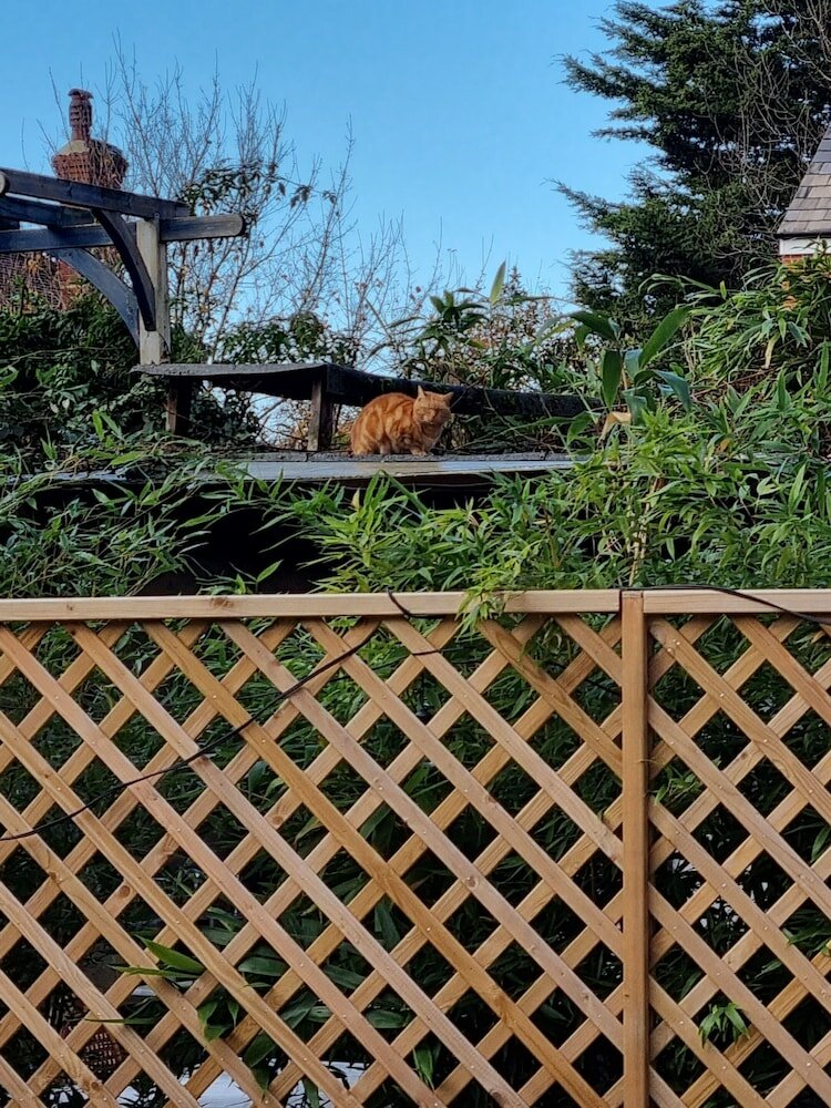 Фото The Windmill