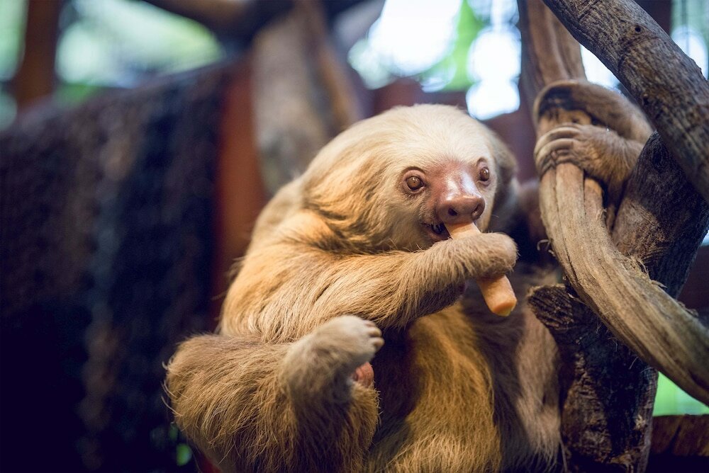 Фото Peace Lodge