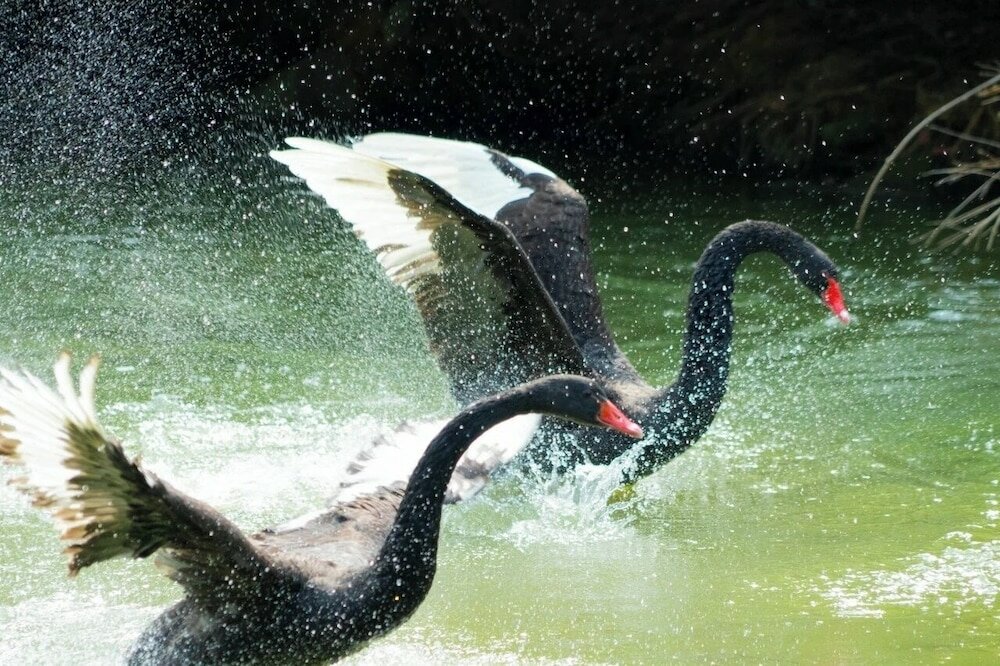 Фото Pullman Dongguan Forum