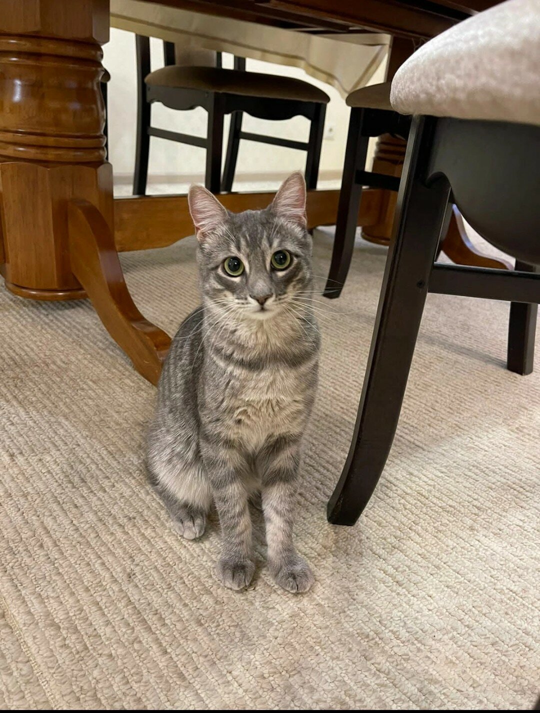 Фото Журавли