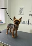Стрижка собак и кошек (Rudnaya ulitsa, 4А), pet salon