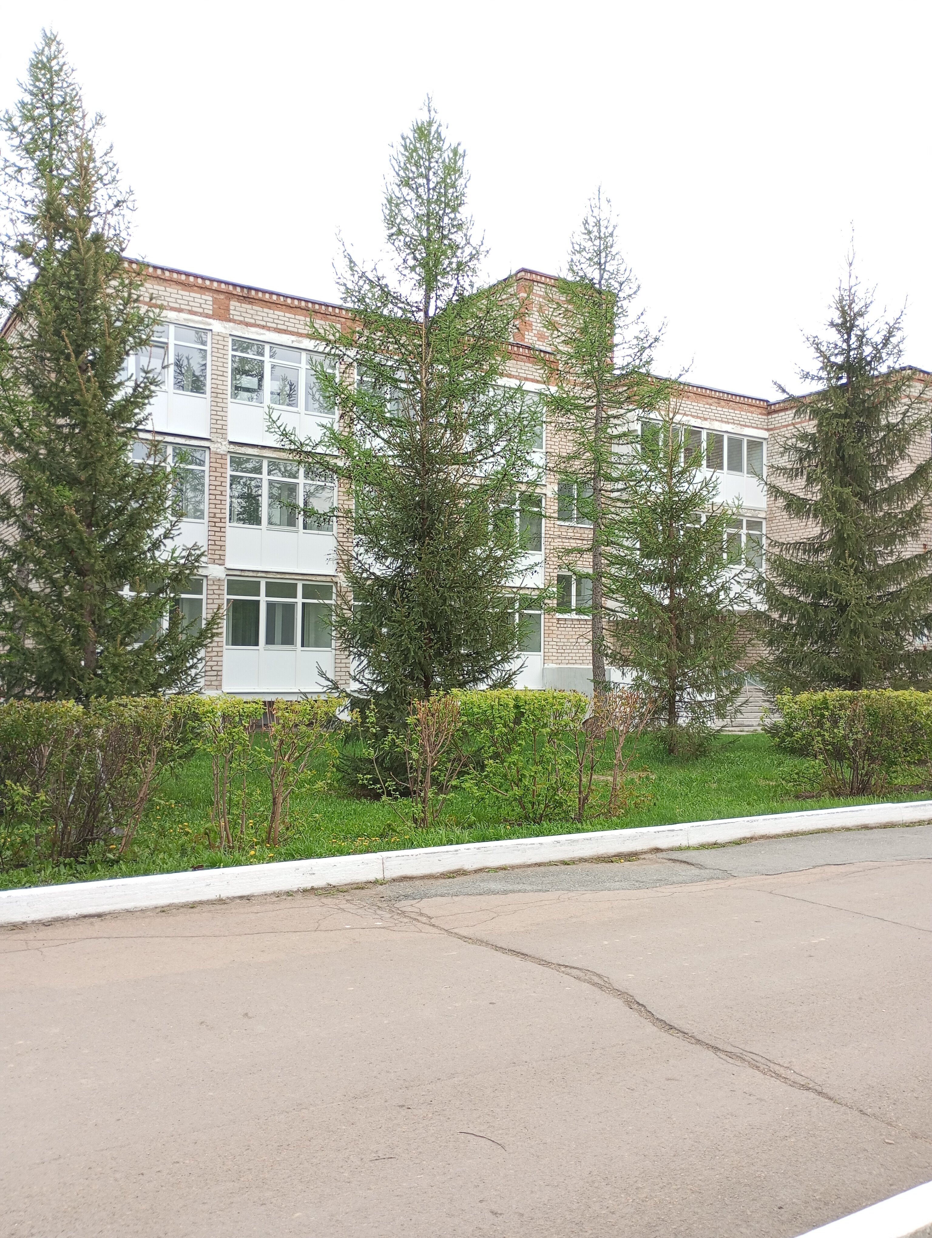 Фото Берёзки