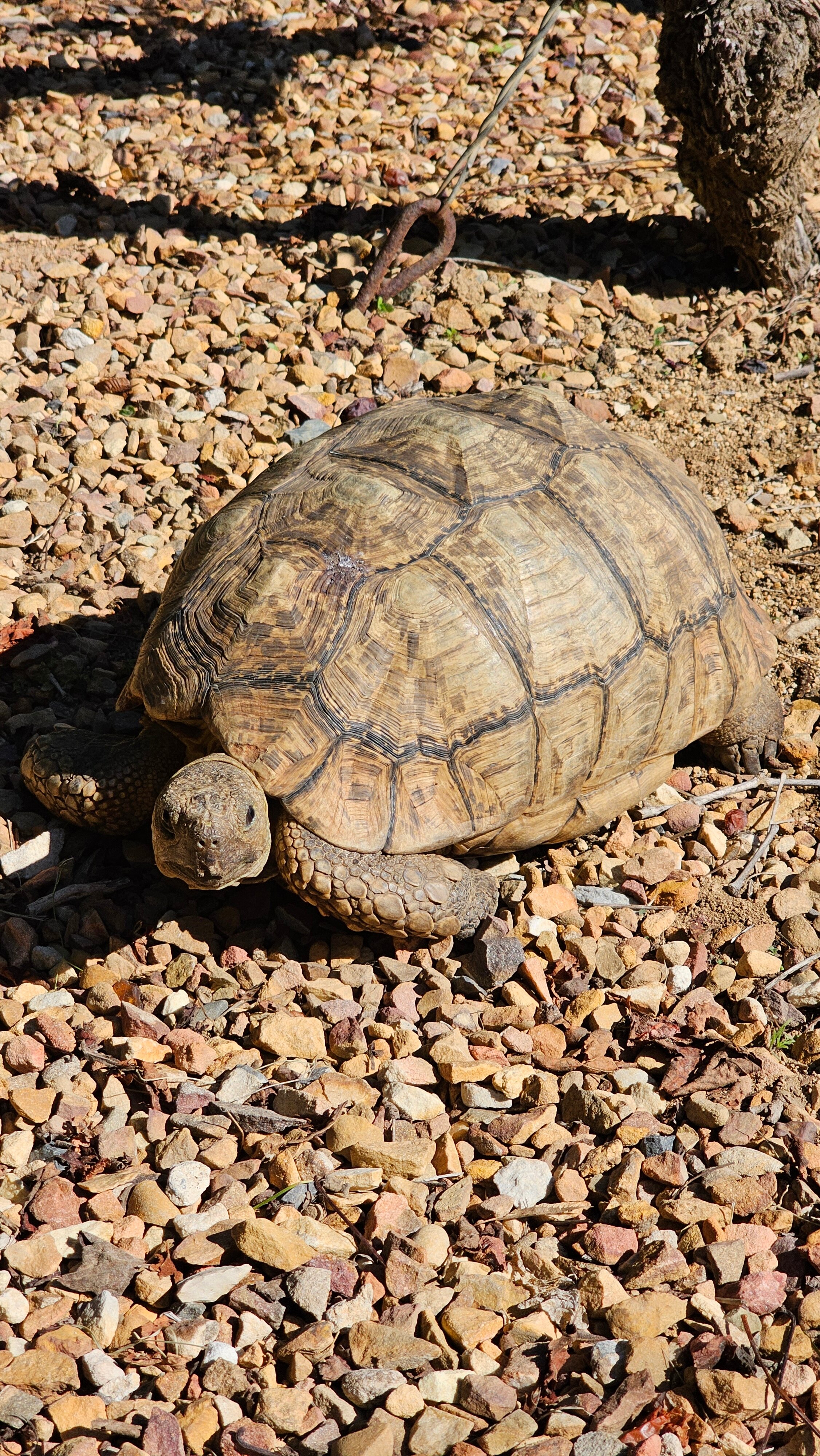 Фото The Cellars Hohenort