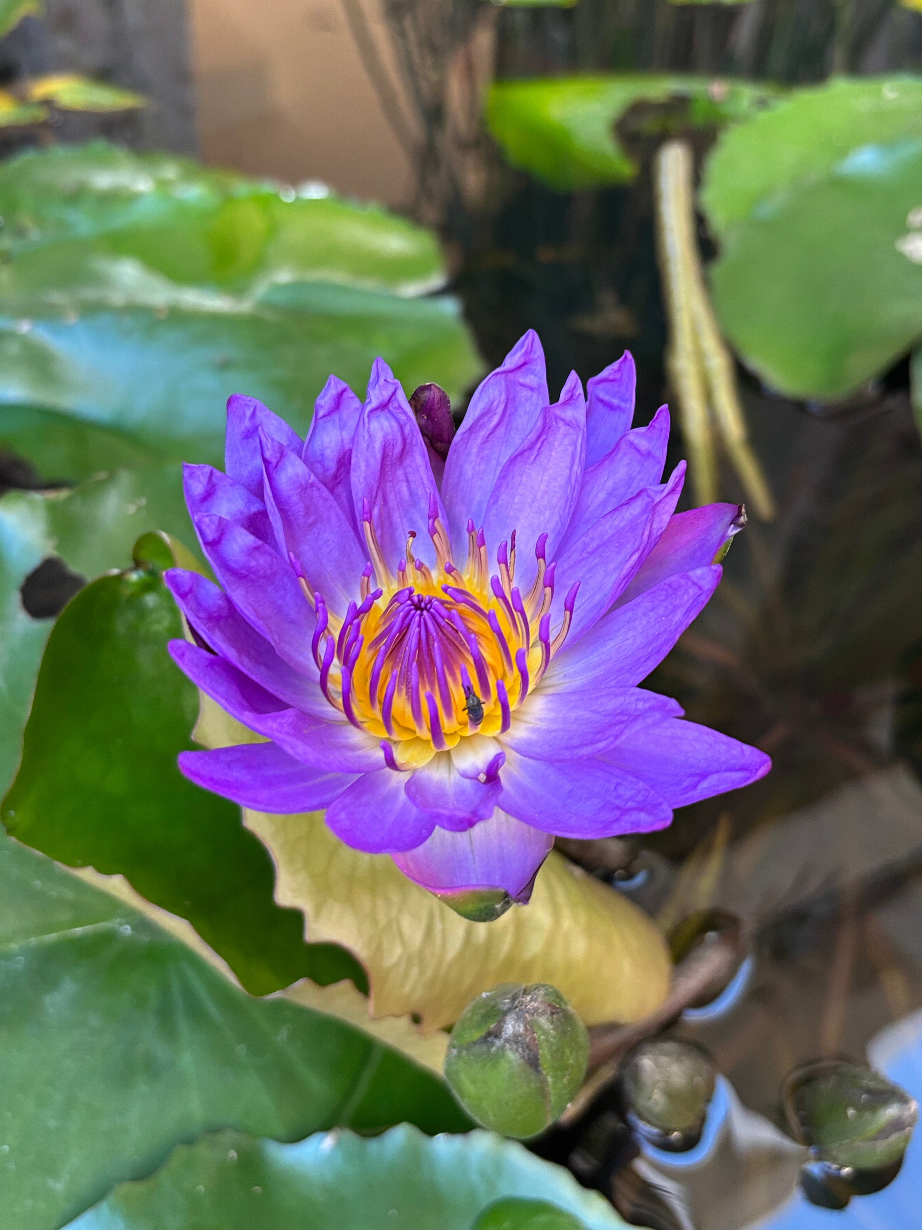 Фото Sea Breeze Jomtien Resort