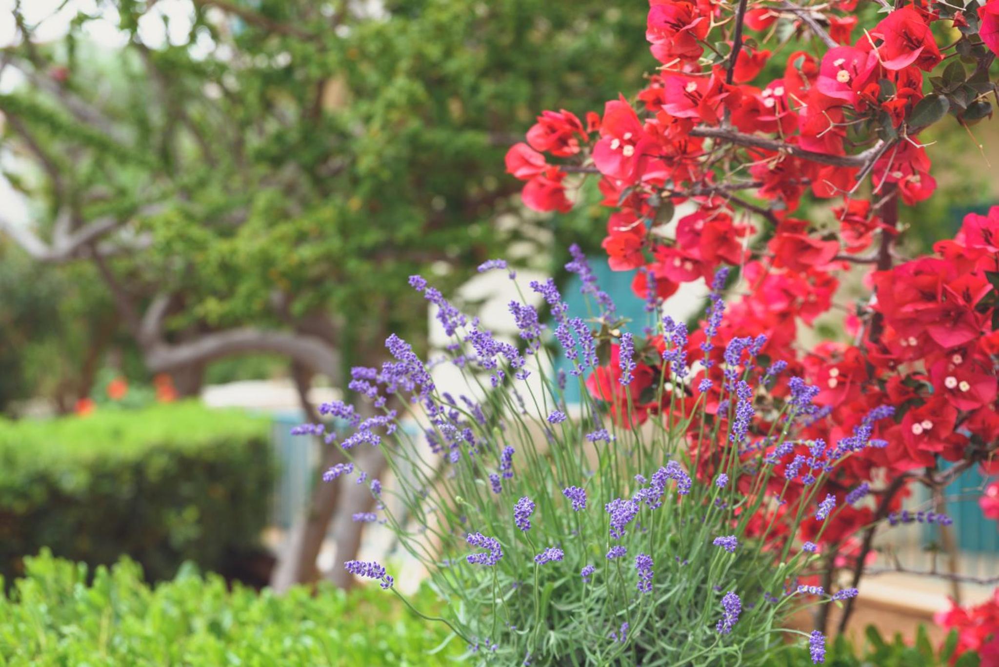 Фото Kyveli Apartments