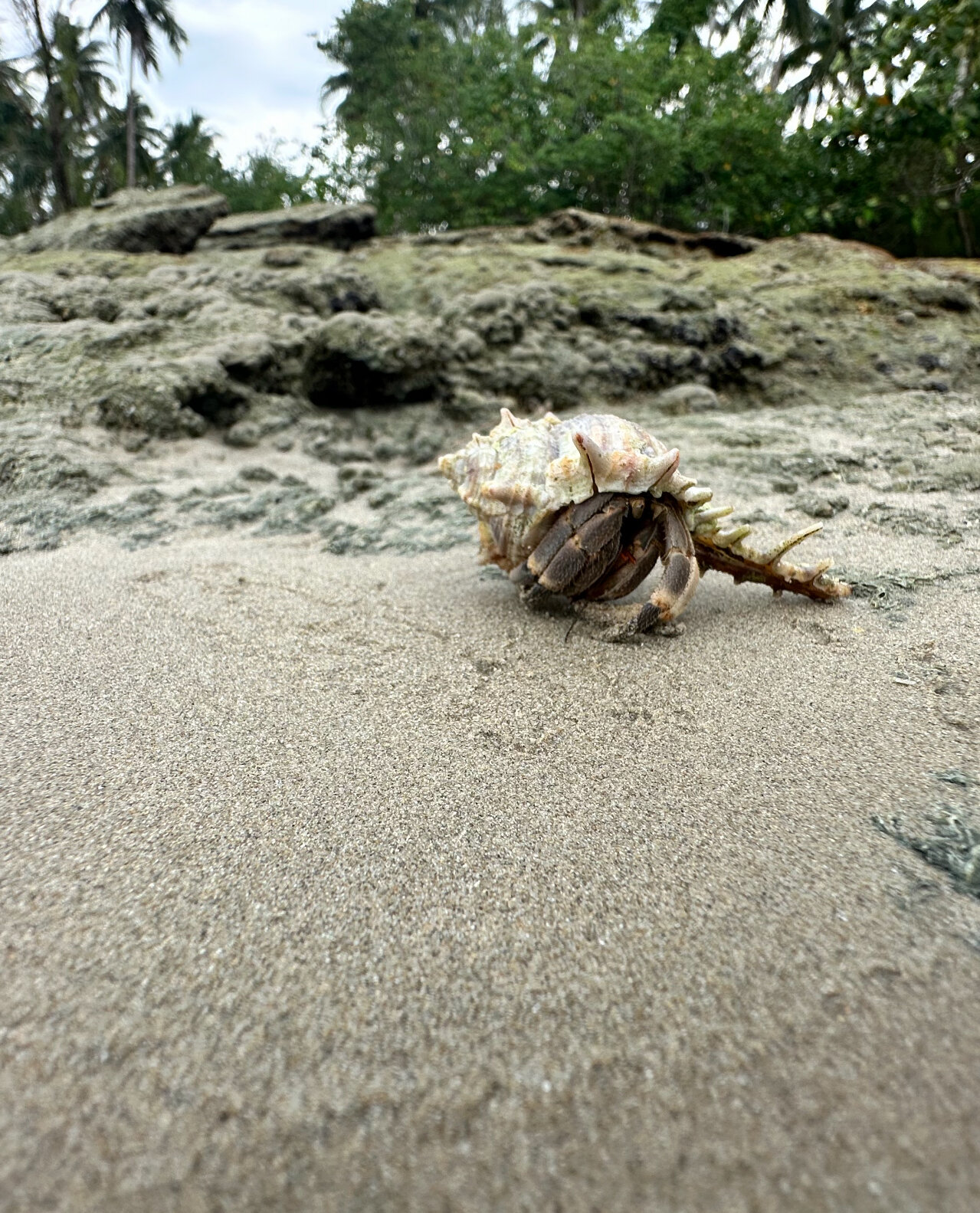 Фото Palm Galleria Resort