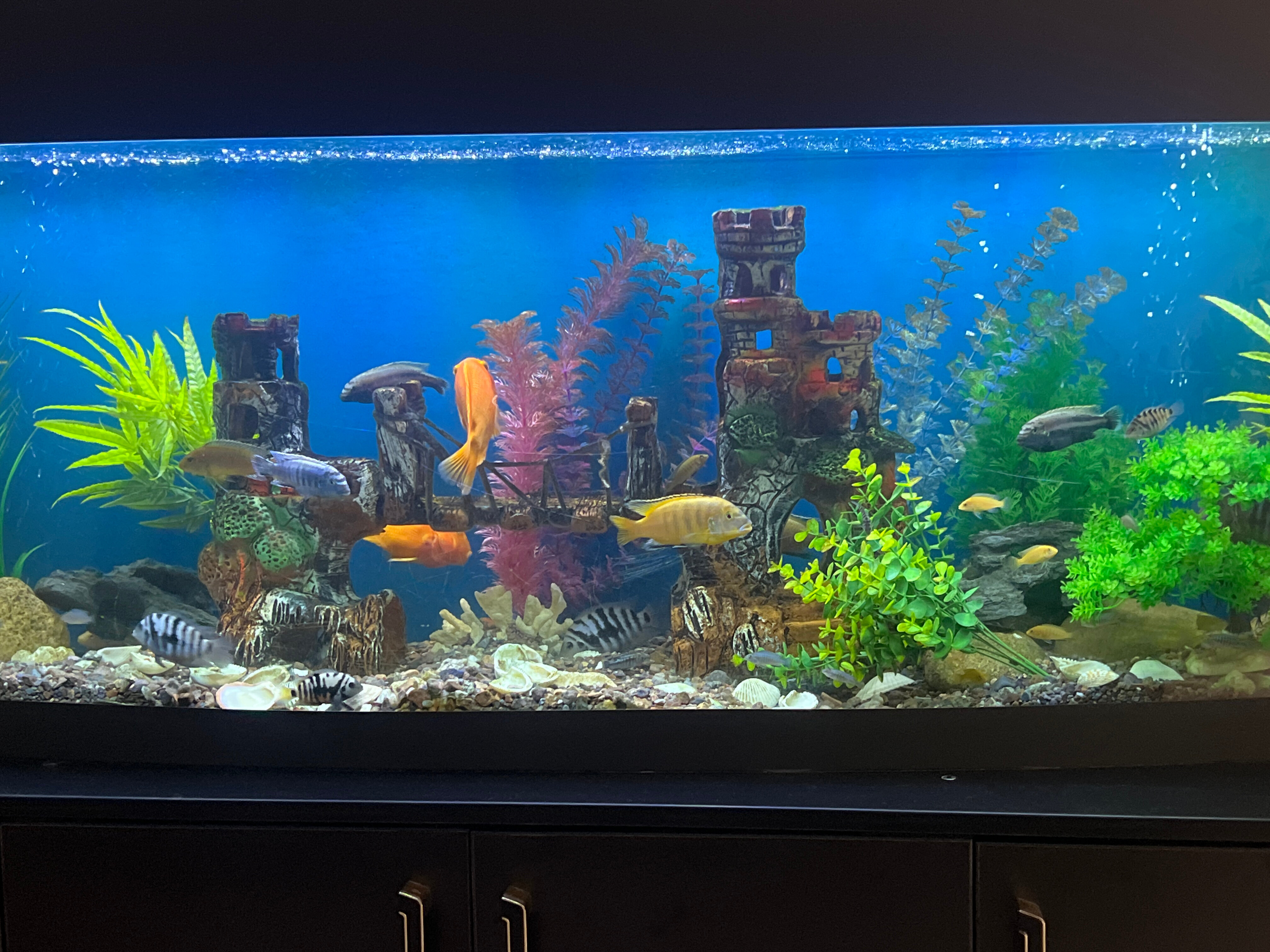 Фото Dsf Garden Hotel