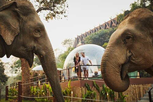Гостиница Anantara Golden Triangle Elephant Camp & Resort