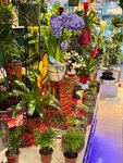 Caya Florist (Istanbul, Basaksehir, Olympic Boulevard, 2B) ، متجر زهور