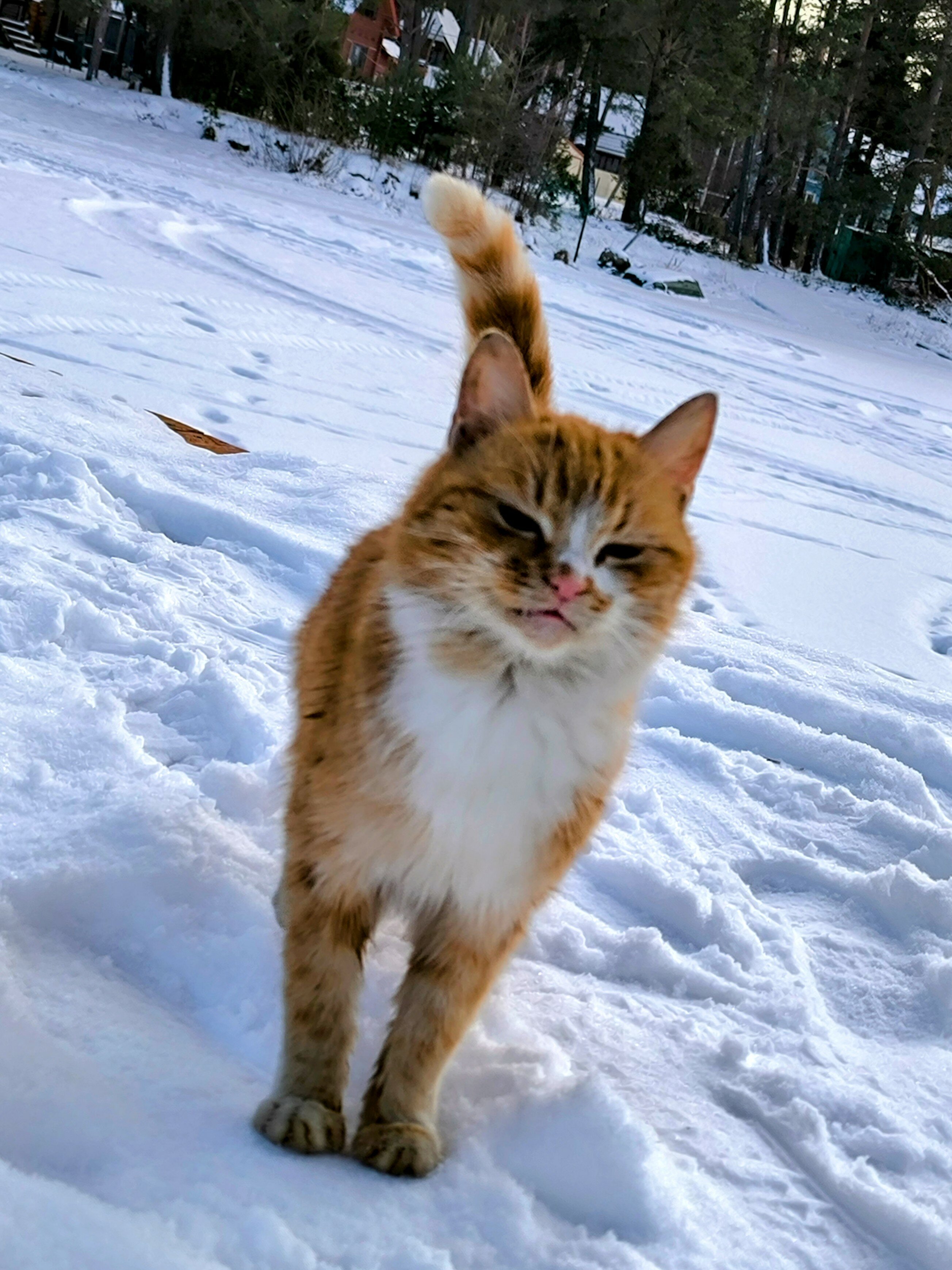 Фото Тридевятое Царство