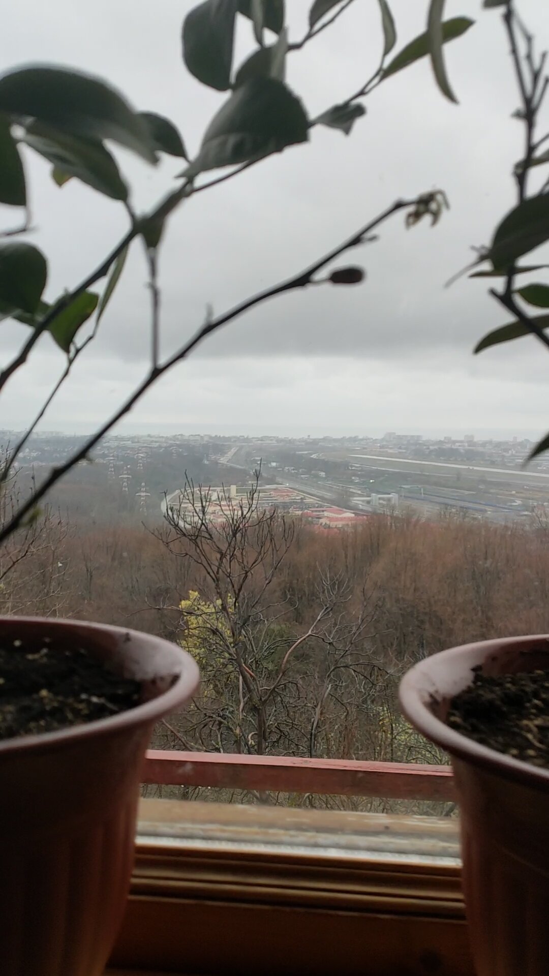 Фото Оранжереи