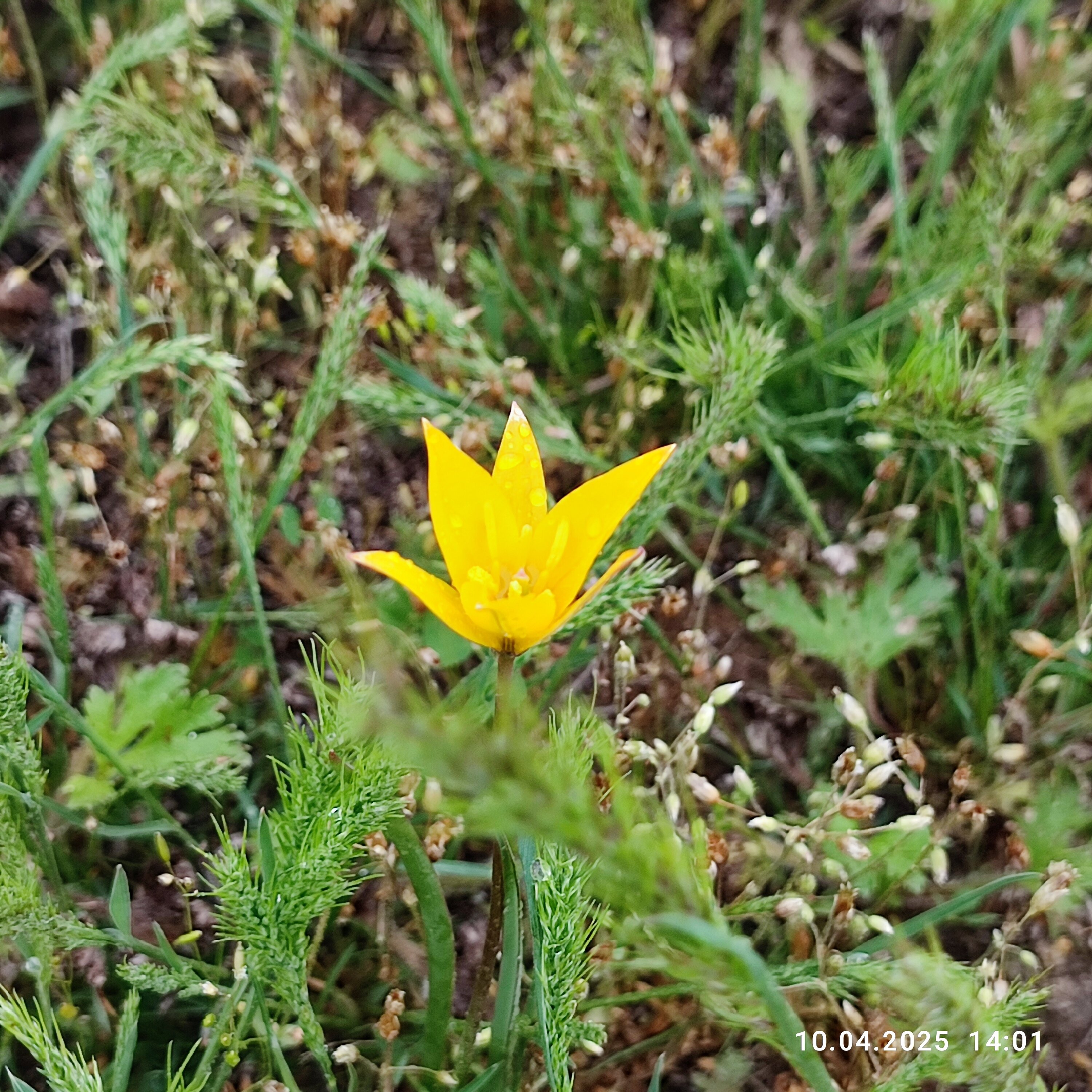 Фото Калмыцкий Дворик Sansara