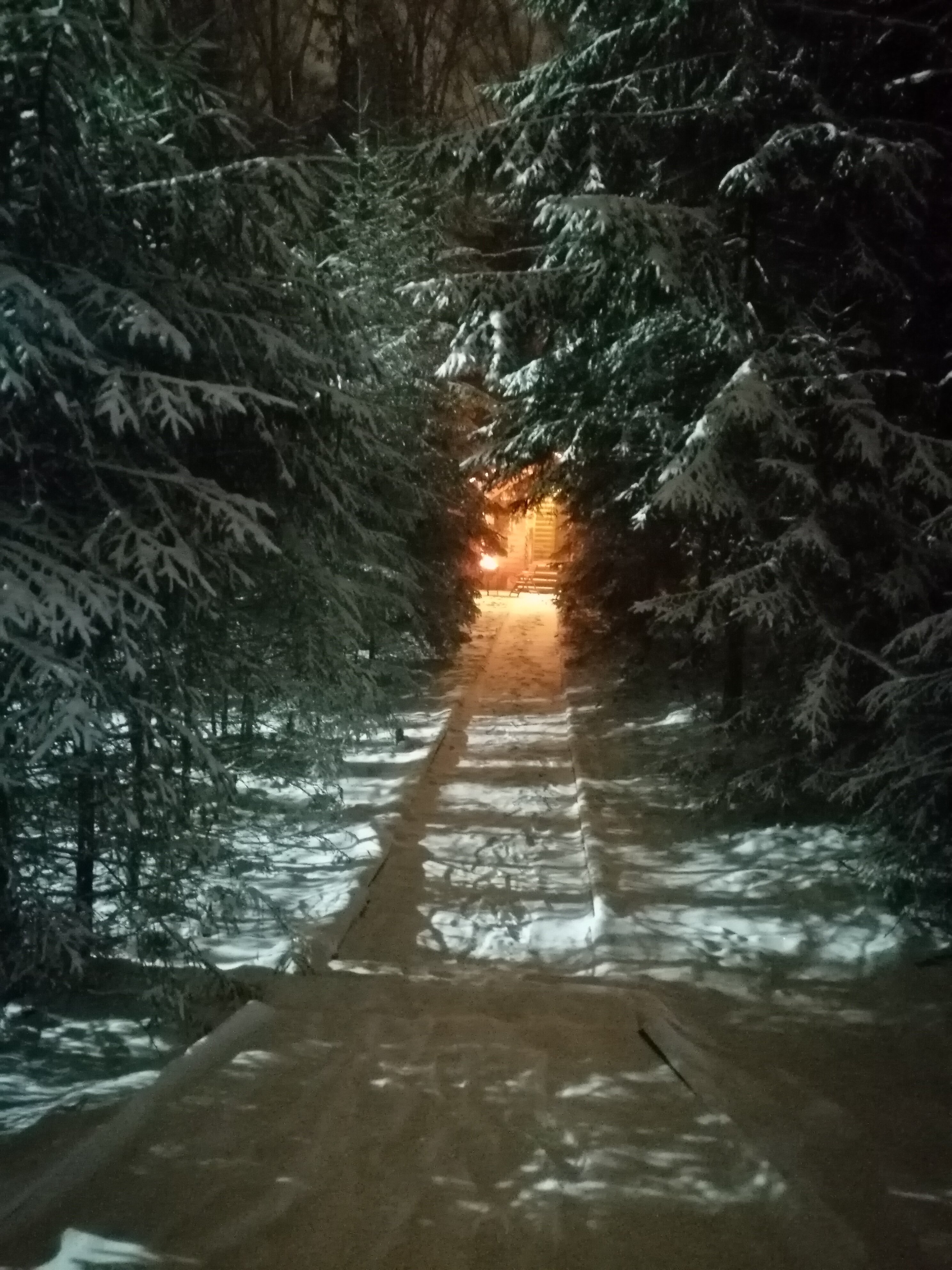 Фото Берёзовая роща