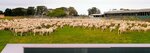 Samet Adak Sacrifice Slaughter & Sales Center (Istanbul, Kucukcekmece, Istasyon Neighborhood, Yarimburgaz Avenue, 25) ، مزرعة ماشية