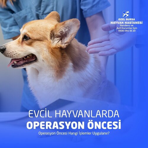 Özel Bursa Hayvan Hastanesi, veteriner klinikleri, Bursa, Yıldırım, Ka