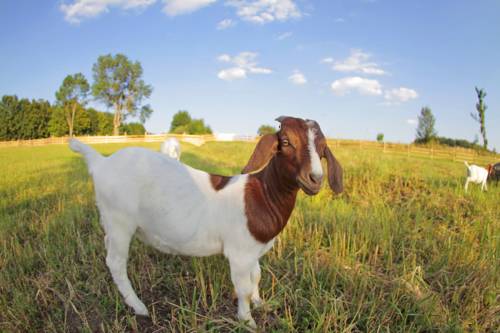 Фото Hotel Horn& xED; Dv& x16F; r