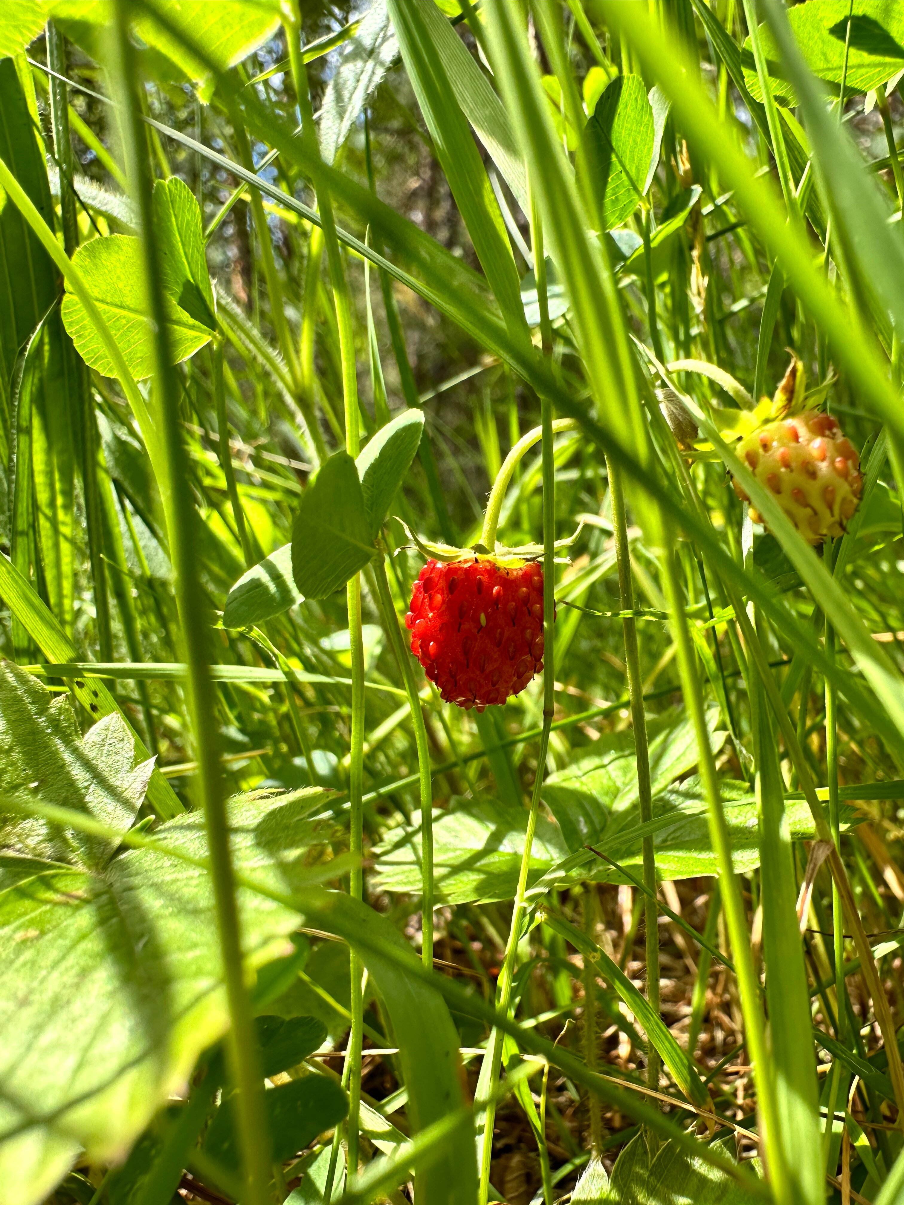 Фото Ягодная деревушка