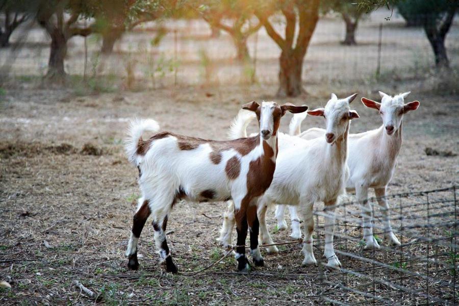 Фото Vardis Olive Garden