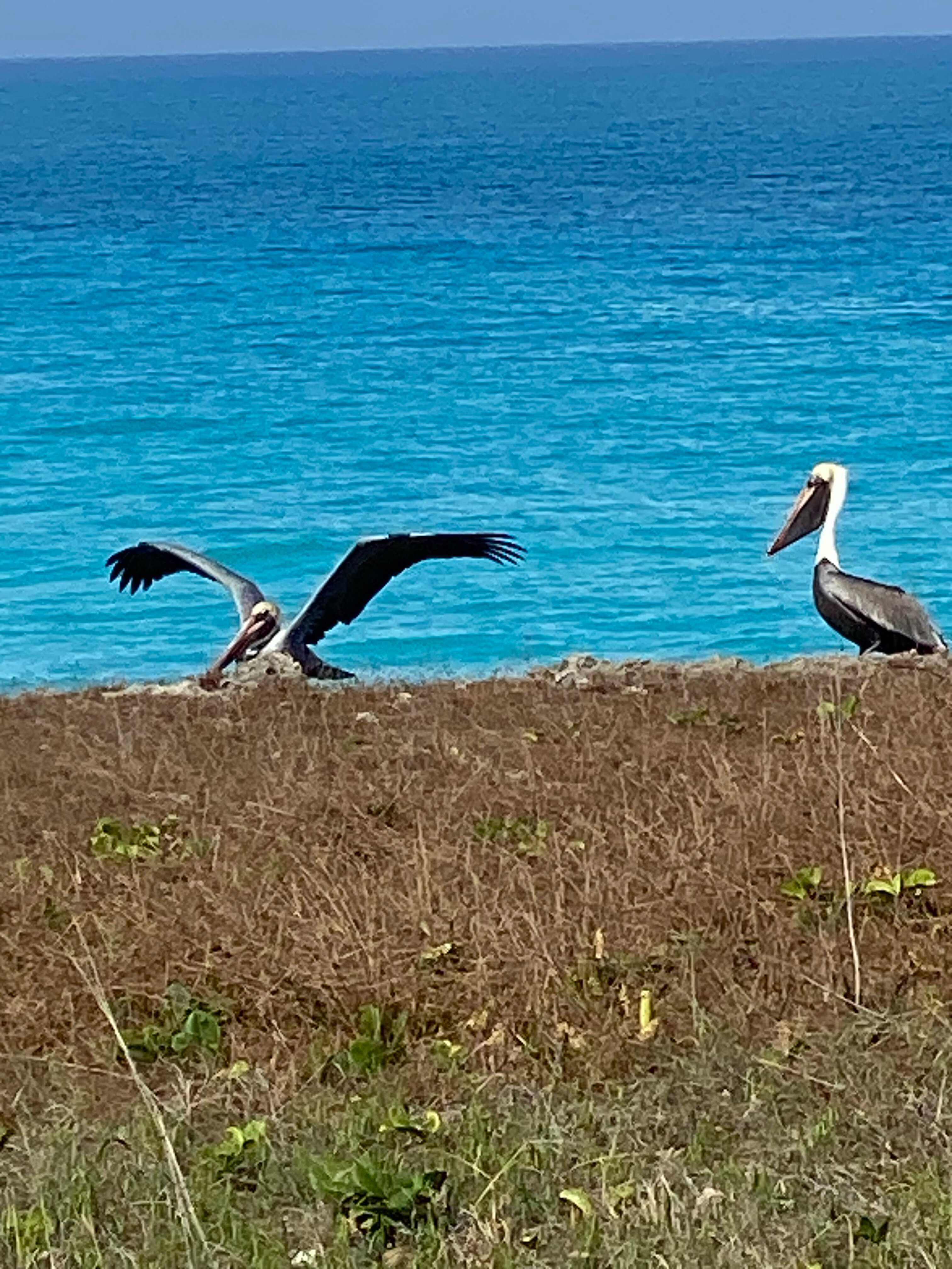 Фото Hotel Playa Vista Azul
