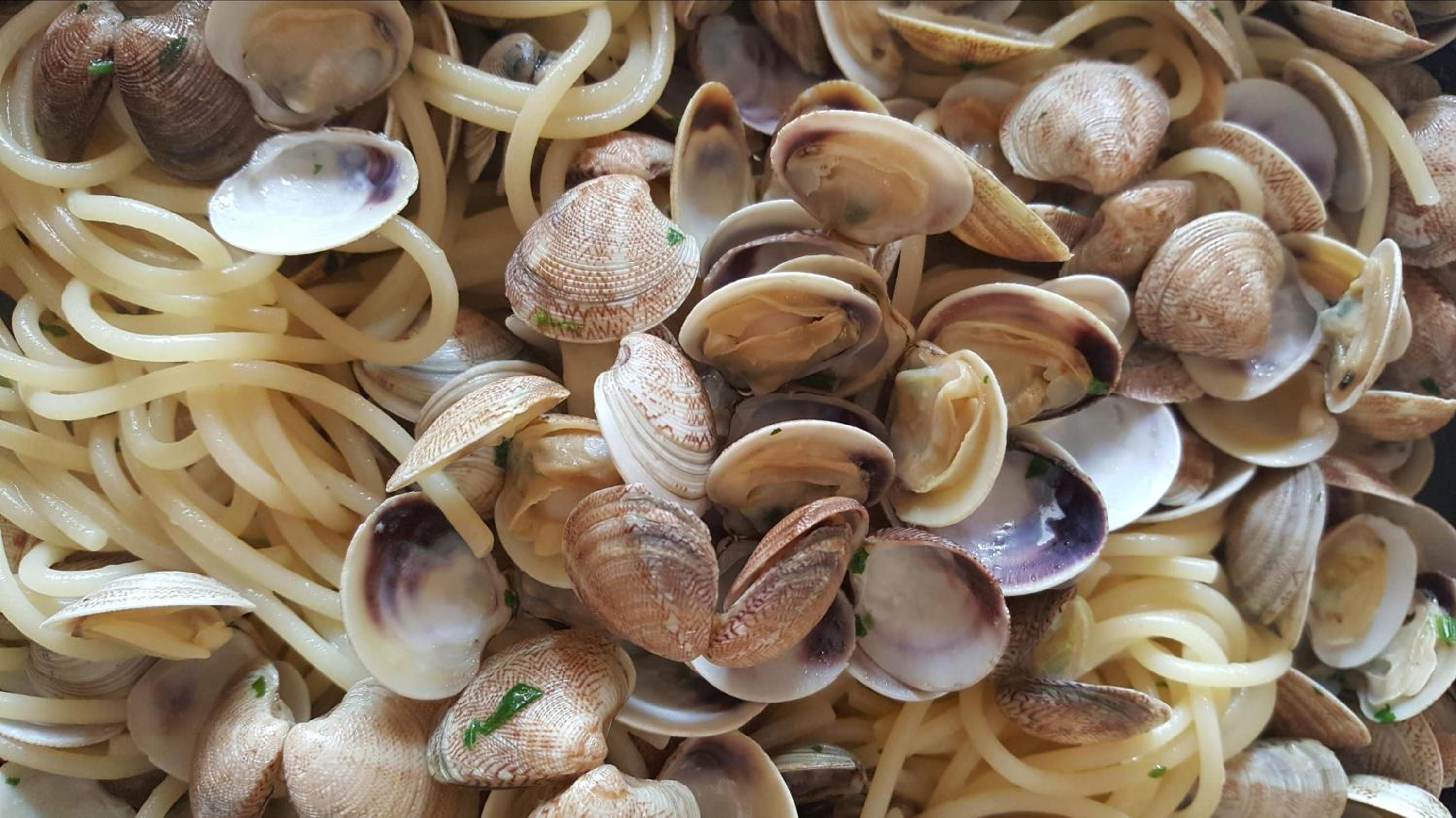 Фото Hotel Camelia