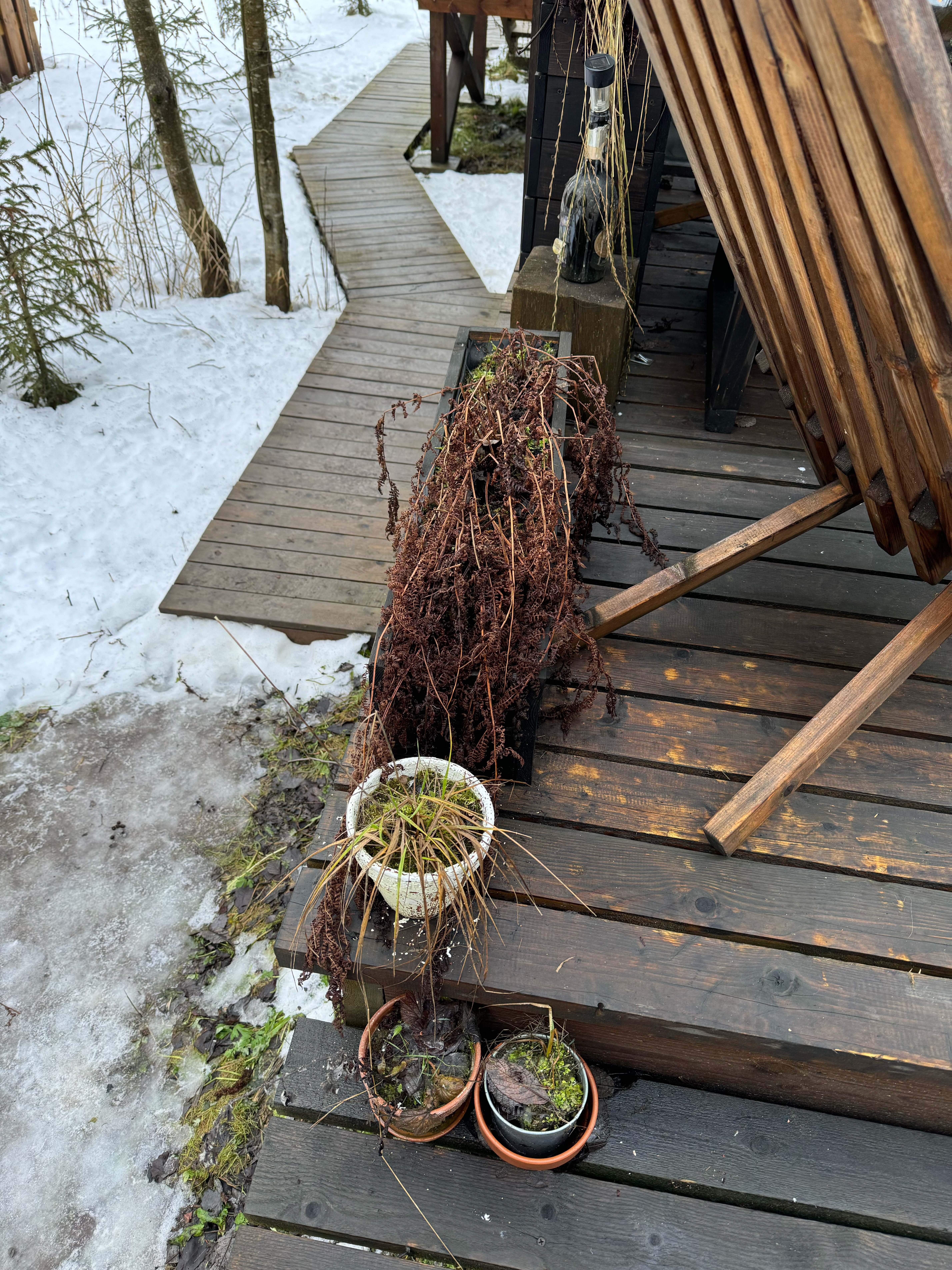 Фото Дзен в лесу