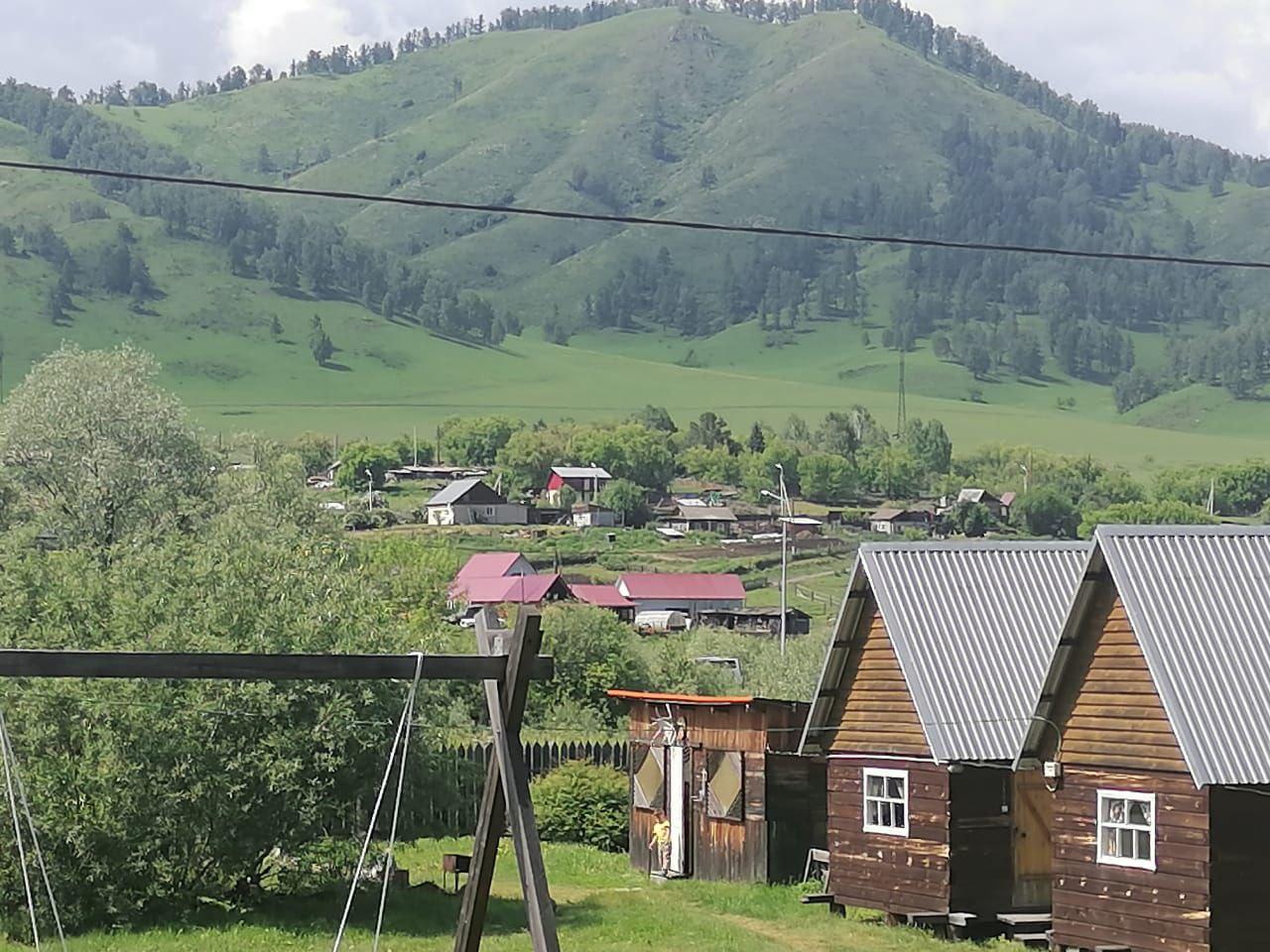 Фото Золотая пчела