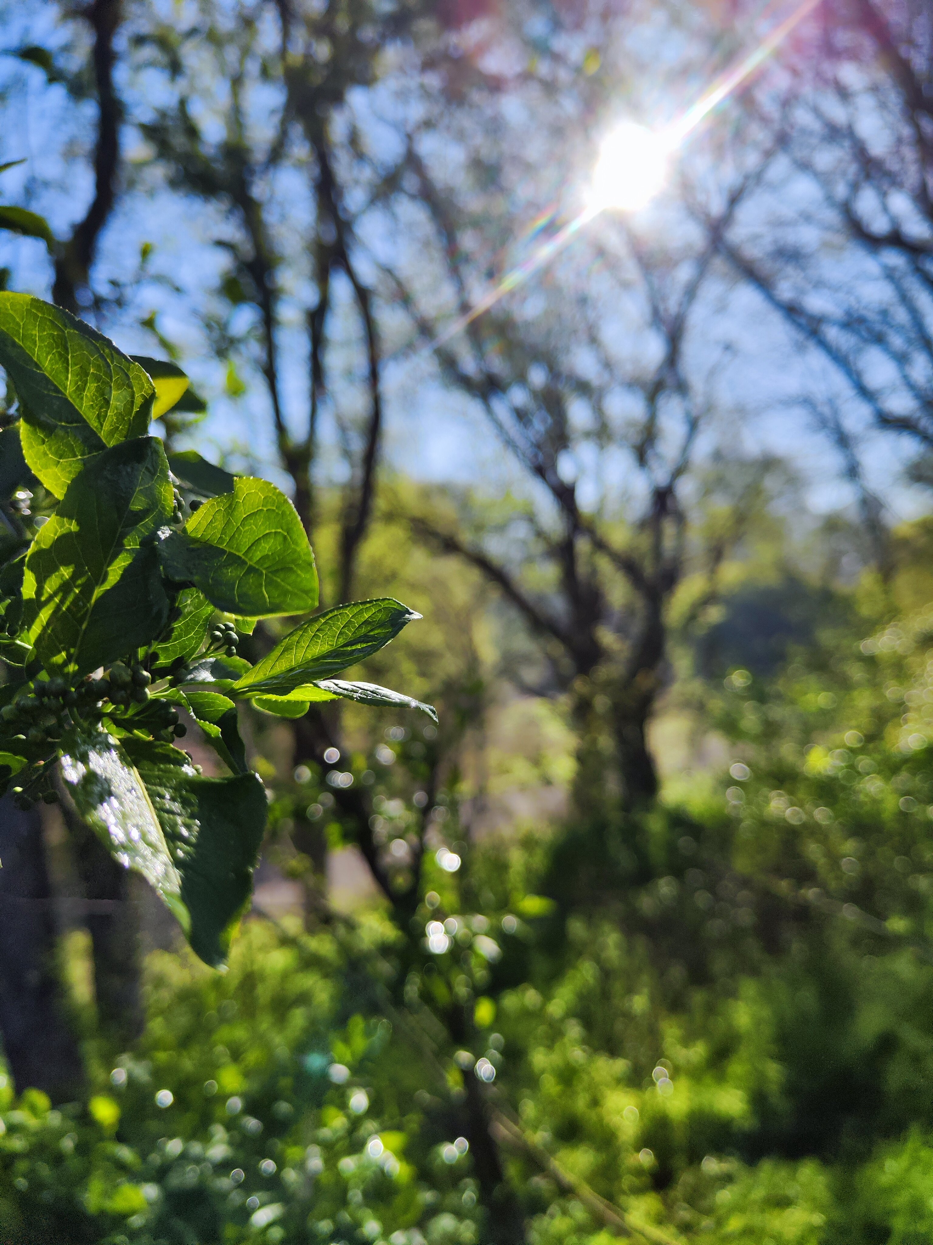 Фото Парк-отель Алёлин Лес