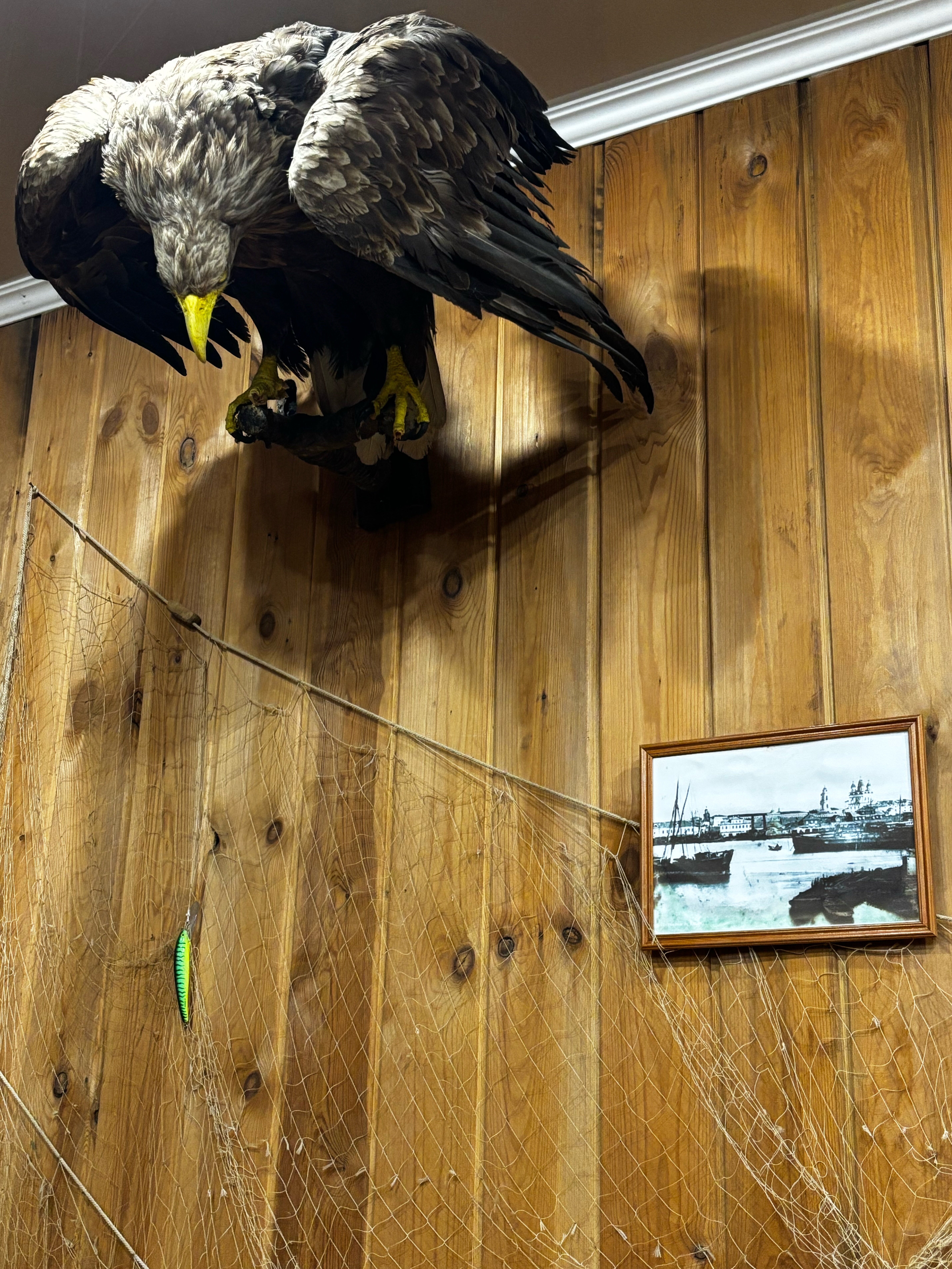 Фото Олигри Fish