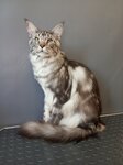 Гав Авеню (Khrustalnaya Street, 41А), salón de mascota, peluquería de animales